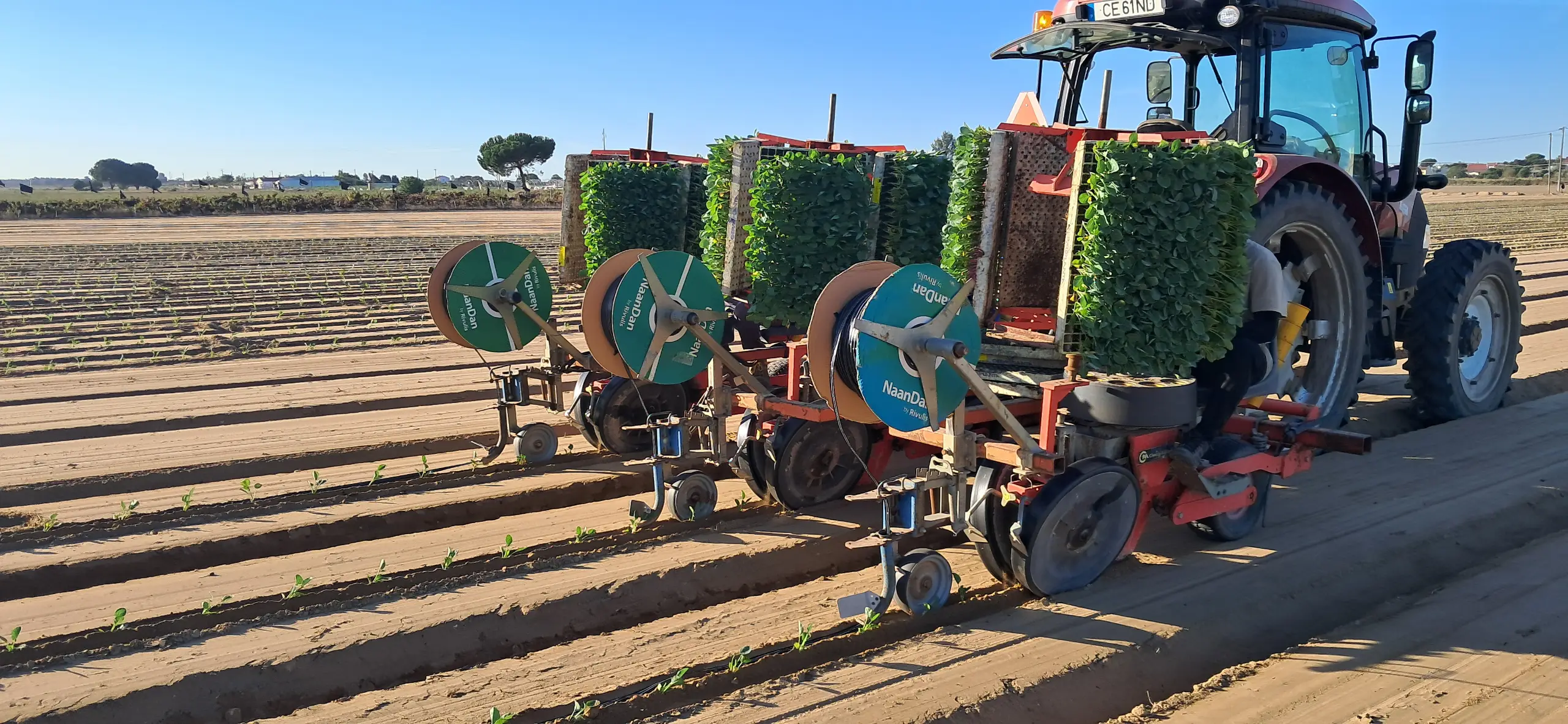 Fita de Rega — 13